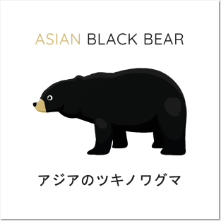 Asiatic Black Bear, Asian Black Bear, Moon Bear Posters and Art